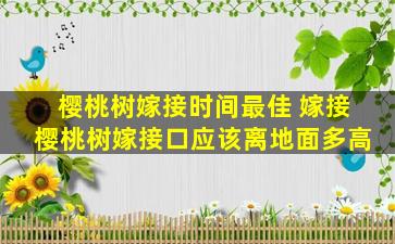 樱桃树嫁接时间最佳 嫁接樱桃树嫁接口应该离地面多高